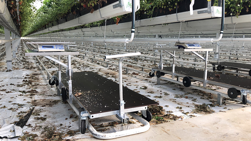 Hortiworld Harvest trolley-indoor strawberry